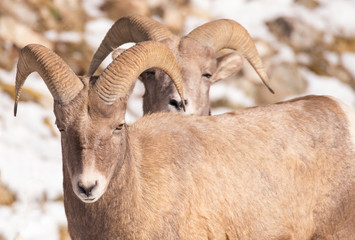 Two Bighorn Sheep - Back to Back.