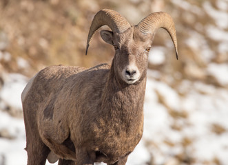 Obraz premium BIghorn Sheep - Eyes on You.