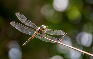 Dragonfly on a stem
