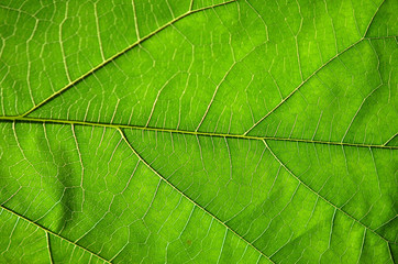 Fototapeta na wymiar Texture background of backlight fresh green Leaf.