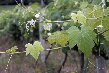 Grape leaves in the grapevine