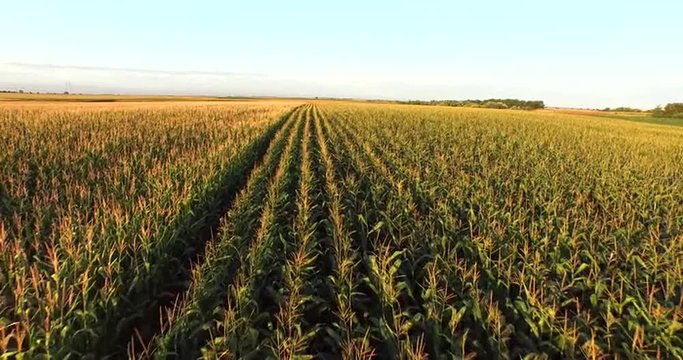 Aerial flight over golden corn  plant field at sunset
