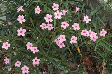Fototapeta premium pink Ruellia tuberosa