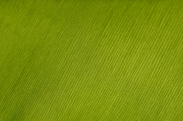 Texture background of backlight fresh green Leaf.