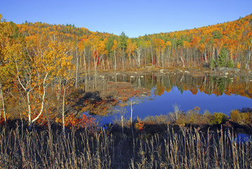 Autumn foliage with Fall colors, Adirondacks, New York