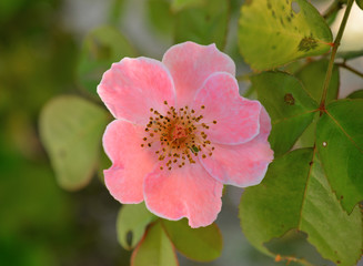 Obraz premium pink roses