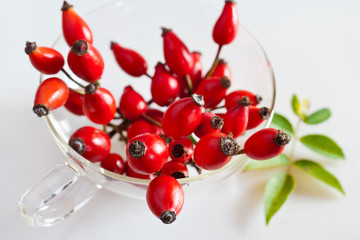 canina rosa with ripe red berries / rose hip / Pometum