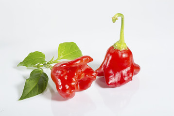 Zwei liegende Habaneros auf grauem Hintergrund