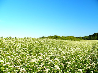 蕎麦畑のある風景