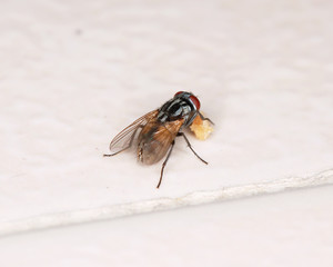 close up of fly