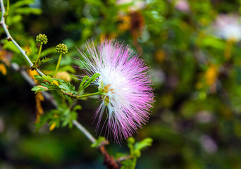 Flowering acacia.  Albizia julibrissin