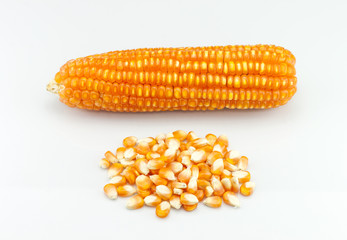 Dried corn kernels isolated on white background