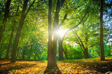 Obraz premium Beautiful morning scene in the forest with sun rays