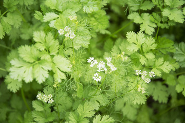 flowers and coriander on farm