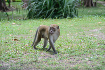 Monkey in natural YONG LING Beach Thailand