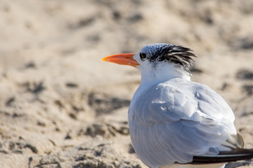 The Royal Tern at the Malibu Beach in October
