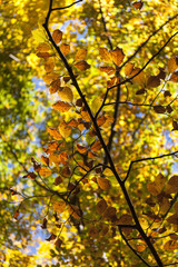 Foglie rosse e oro in una foresta di faggi