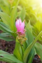 Siam tulip flowers as beautiful pink flower, selective focus
