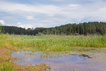 Pond in a forest