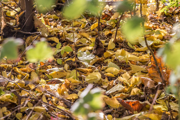 Autumn leaves in the street
