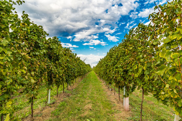 Fototapeta na wymiar vineyards before the harvest