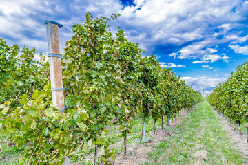 vineyards before the harvest