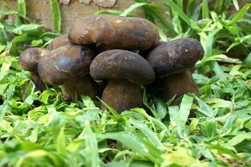 wild bolete mushrooms