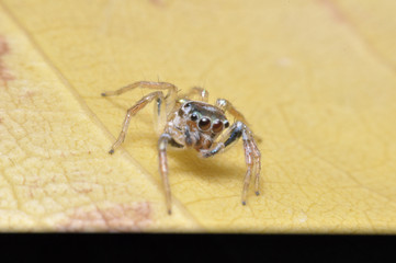 jumping spide