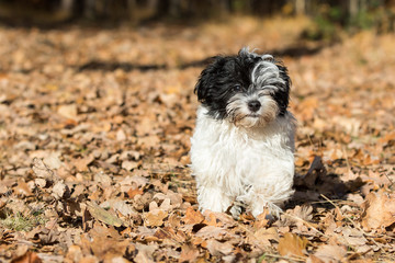 Havaneser Hund Welpe in Aktion im Wald
