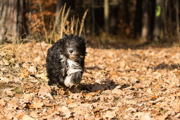 Havaneser Hund Welpe in Aktion im Wald
