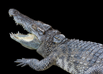 Crocodile Opening Mouth Isolated