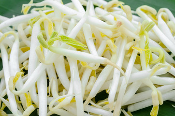 Mung Bean Sprouts.