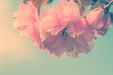 Obrazy na Szkle  Sakura kwiat wiśni.