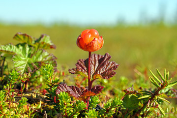 Juicy cloudberries close up