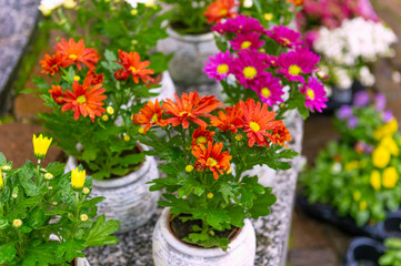 Colorful chrysanthemums in pots in flower shop