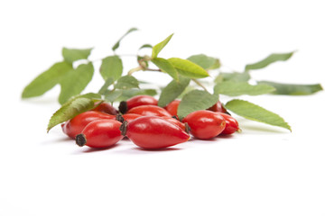 Beeren von Hagebutte mit grünen Blättern auf weißem Hintergrund, Freisteller