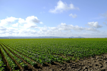 Fototapeta na wymiar 秋田県の畑　farm in Akita Japan