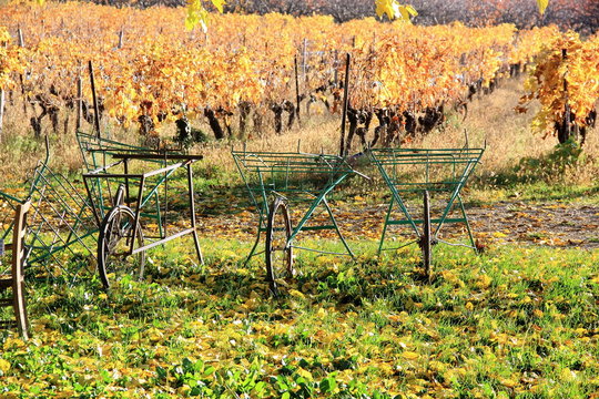 Vignes et charrettes