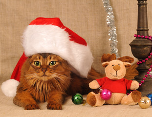 Cute somali cat portrait in Santa hat