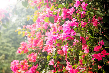 Obraz premium Bougainvillea flower from Thailand