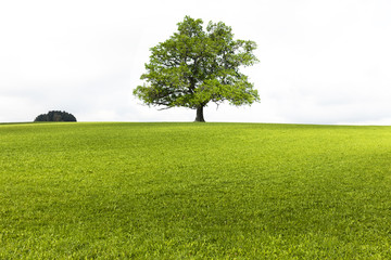 Alte Eiche auf Wiese