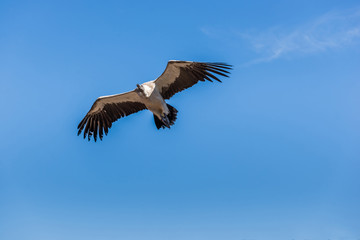 Stork, France
