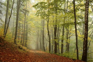 Naklejka na ściany i meble Forest path in foggy autumn weather