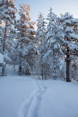 Snowy forest at winter