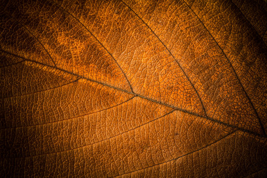 Autumn leaves. Texture of autumn leaves.. Background of leaves.