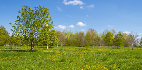 Trees in a field with wildflowers