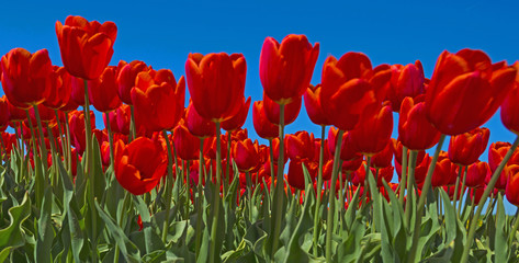 Tulips below a sunny sky in spring