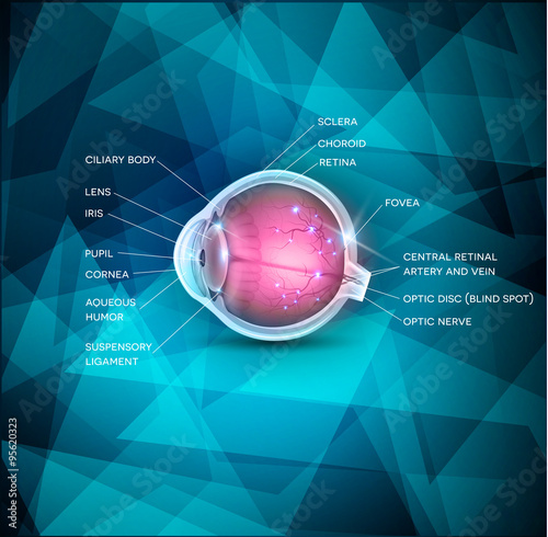 "Normal eye" Stockfotos und lizenzfreie Vektoren auf Fotolia.com - Bild