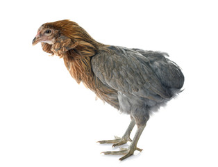 gray araucana chicken