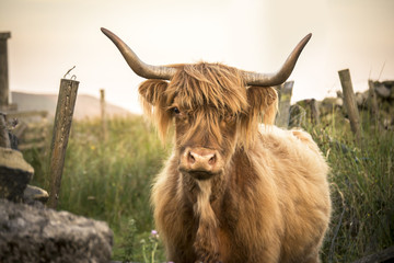 Highland vache regardant la caméra